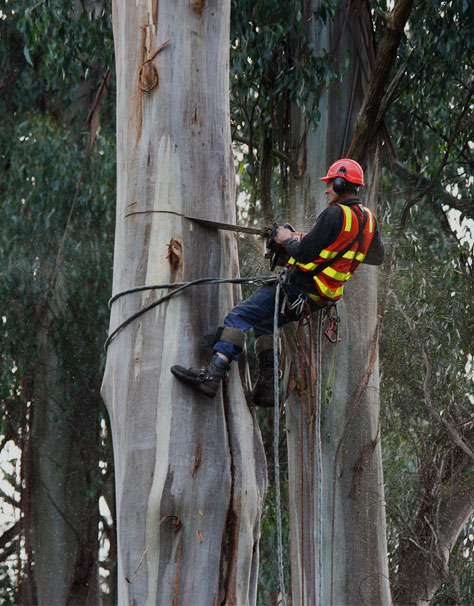 Arborist